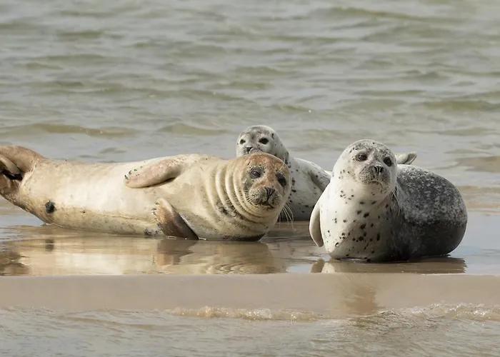 Citta Romana Parque de vacaciones Hellevoetsluis